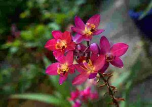 How-To-Revive-A-Dying-Orchid-Plant