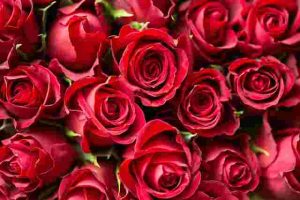 how-often-to-water-roses