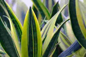 When-And-How-To-Repot-A-Snake-Plant